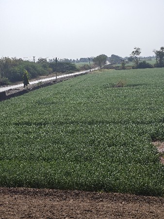 જમીન વેચાણ થી આપવાની છે રોડ ટચ