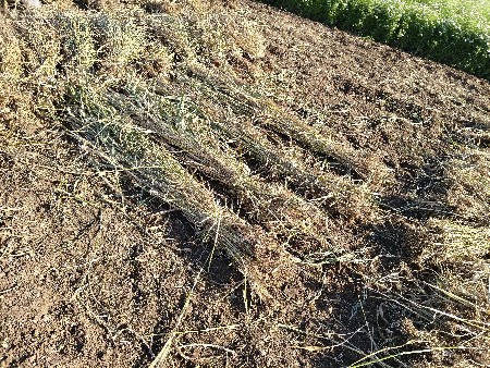 નીરણ વેચવાની છે