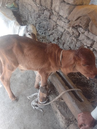 थंबनेल 2