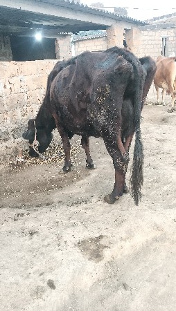 પેલું વેતર ગાય વેચવાની છે