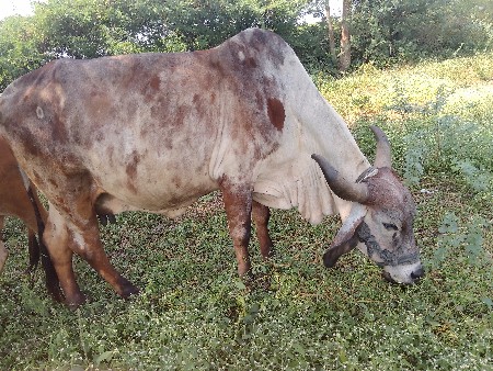 थंबनेल 3