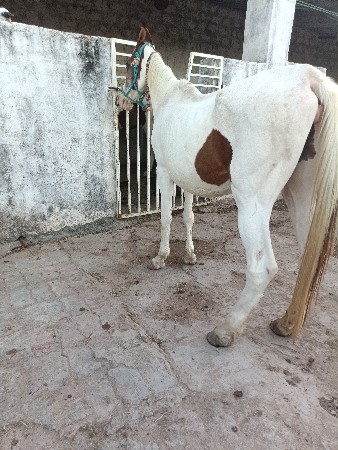 ઘોડી વેચવા ની che