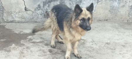 જર્મન સફર ડોગ દેવાનો સે