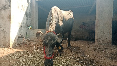 थंबनेल 3