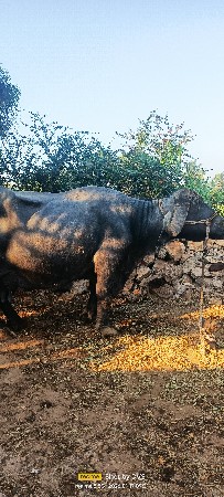 થંબનેલ 3