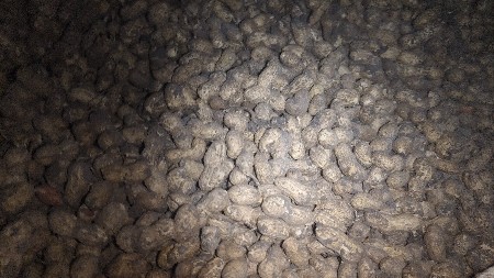 39 નં ની માકવી