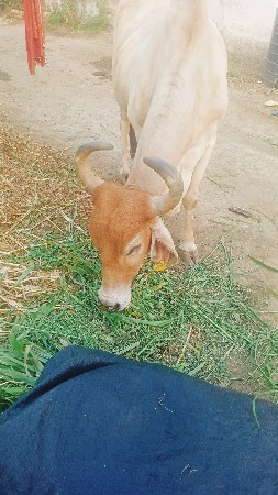 थंबनेल 1