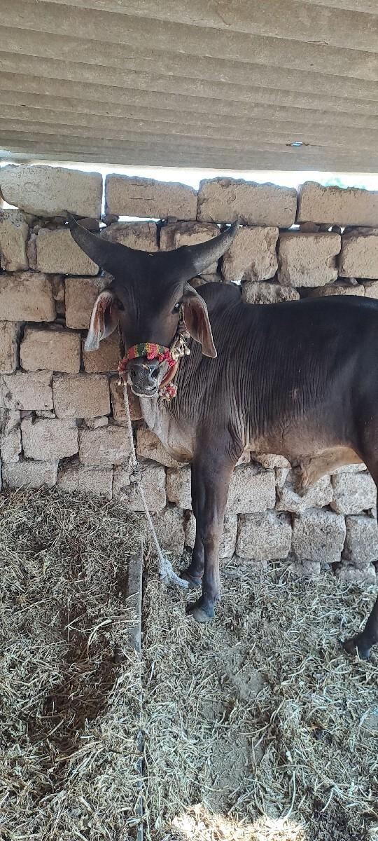 ગોઢલા વેચવાના છે