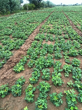 જમીન વેસવા ની છે