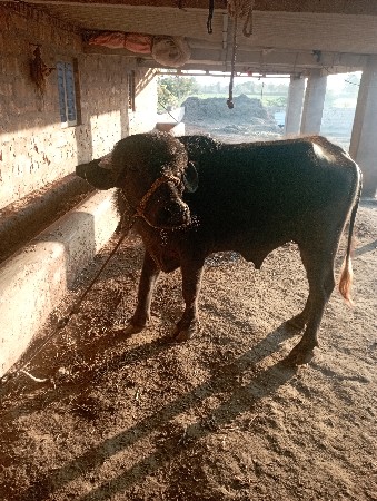 થંબનેલ 2