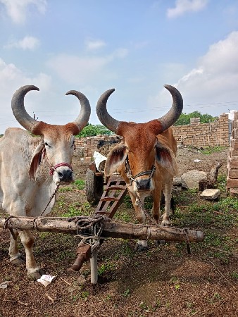 બળદ વેચવા ના છે