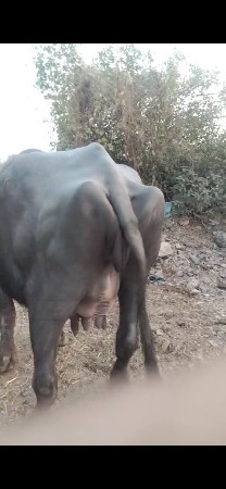 બીજુવેતરછે પેલાવેતરમા ૬'૭લીટરહતુ