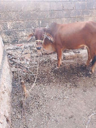 હોડકીના સાટા કરવાના છે પાર્ટી હાલ