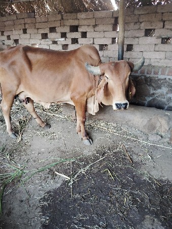 ગાય વેચવાની છે