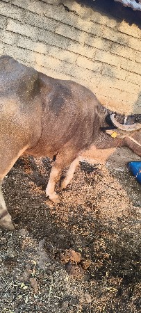 ભેંસ વેચવાની છે