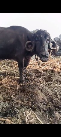 ખડાઈ વેચવાની છે પેલું વેધર આલીદડ ગા