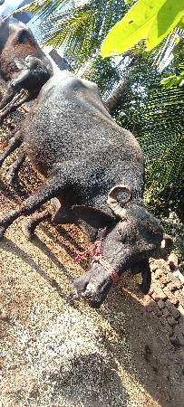 थंबनेल 3