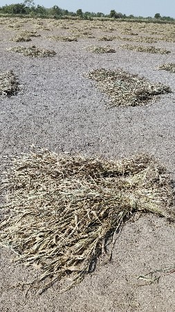 નિરણ સાવ ઝીણી અને મીઠી છે