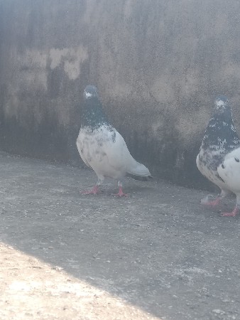 थंबनेल 3