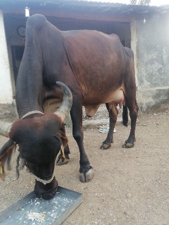 थंबनेल 3