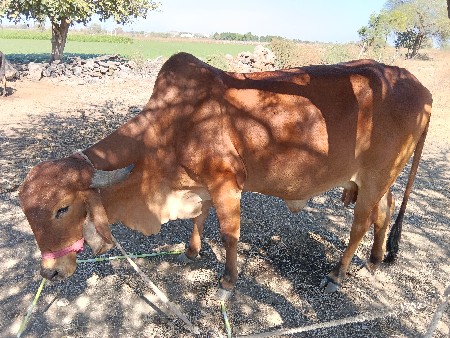 थंबनेल 3