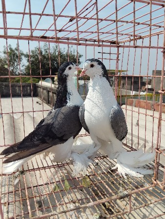 थंबनेल 2