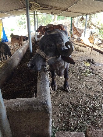 थंबनेल 3