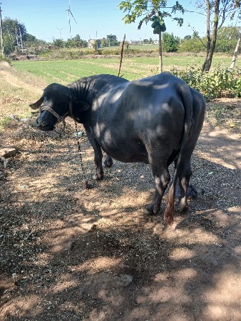 थंबनेल 3