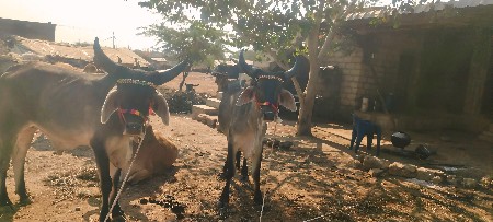 थंबनेल 3