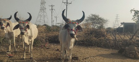 આ વાસડા  વેસવાના  સે