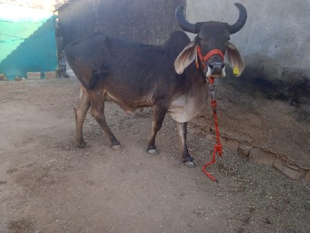 ગાય વેચવાની છે