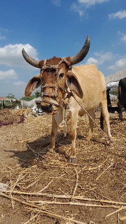 थंबनेल 3