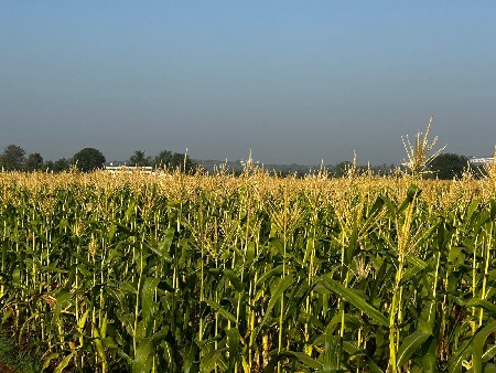 અમેરિકન મકાઇ   નો ચારો વેચવાનો છે