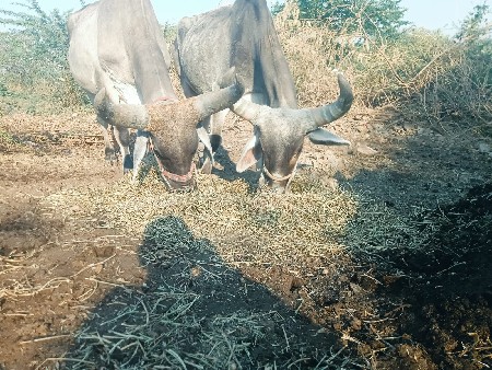 ખોડલા વેચવાના છે