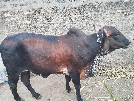 હોડકી વેશવાની છે