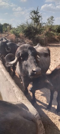 ભેસૂ બે વેસવાની છે