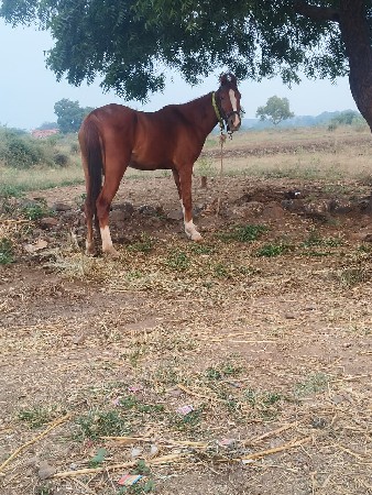 વસેરી વેચવાની