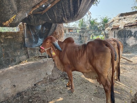 थंबनेल 3