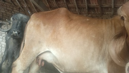 ગાય વેશવાની છે