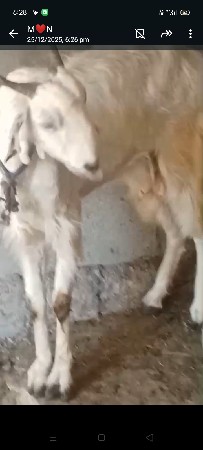 थंबनेल 2