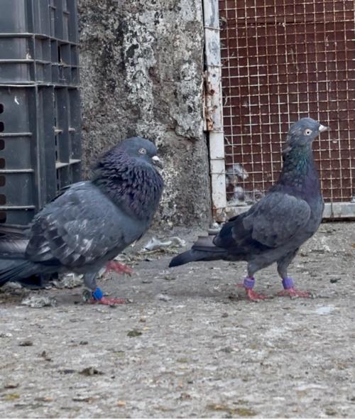 थंबनेल 3