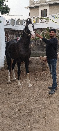 કવરિંગ કરાવવા માટે સંપર્ક કરો