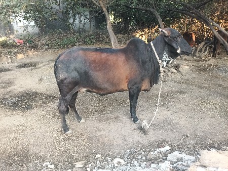 હોડકી વેચવાની છે