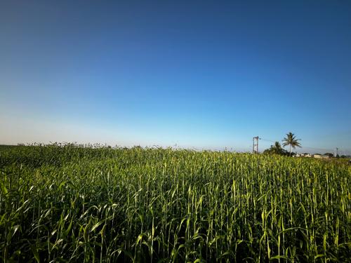 જુવાર ના પુરા વેચવાનાં છે (નીરણ વેચવાની છે)