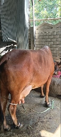 દેશી ગાય વેચવાની છે