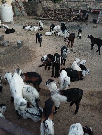 થંબનેલ 2