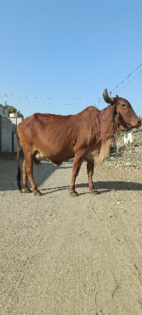 દોઢ મહિનાની વાર છે વિહાવાની