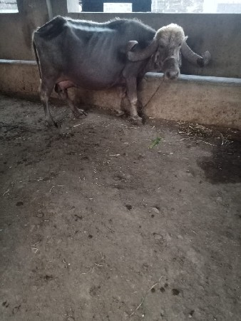 थंबनेल 6