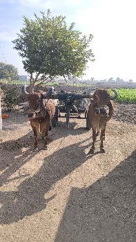 બળદ વેચવાના છે