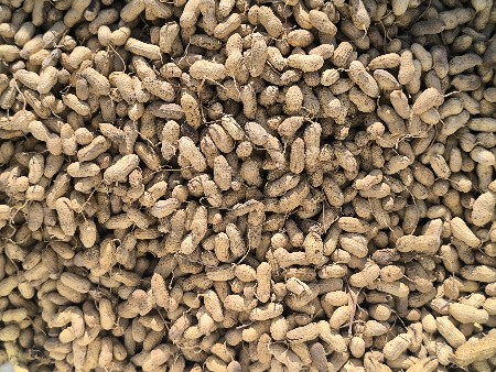 માંડવી બિયારન  G20